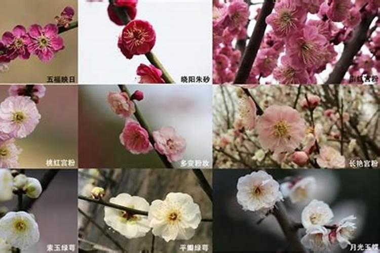梅花与腊梅和蜡梅区别？