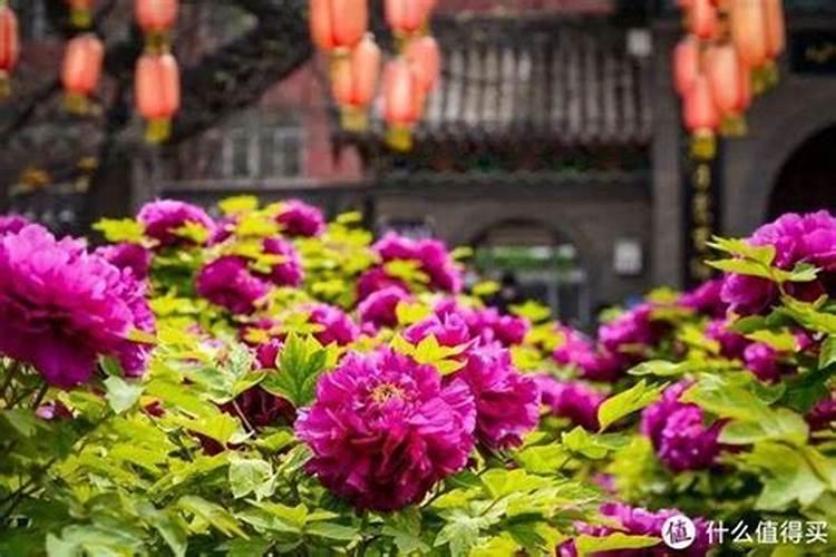 菏泽正月十五哪里好玩
