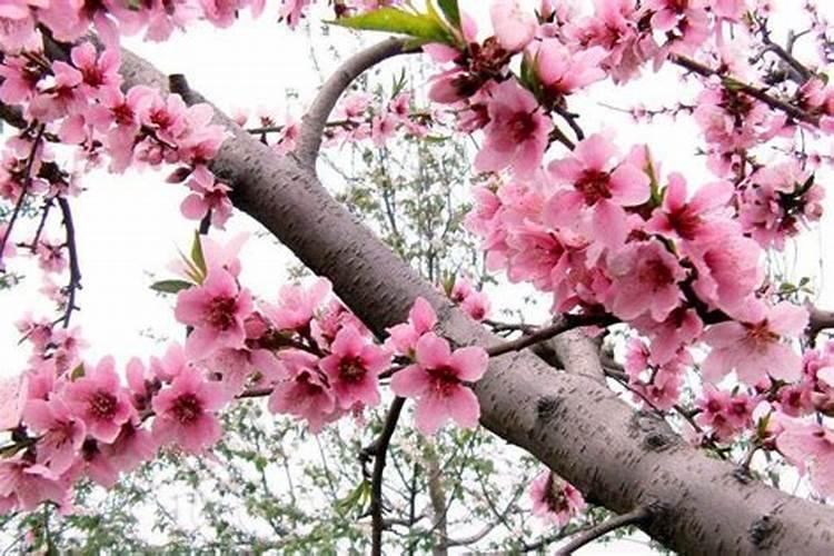 如何催旺正桃花运