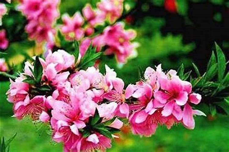 怎么催旺正缘桃花民间招桃花的气运方法？