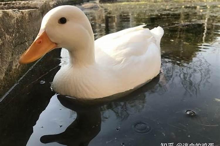 梦到别人送鸭子有什么含义