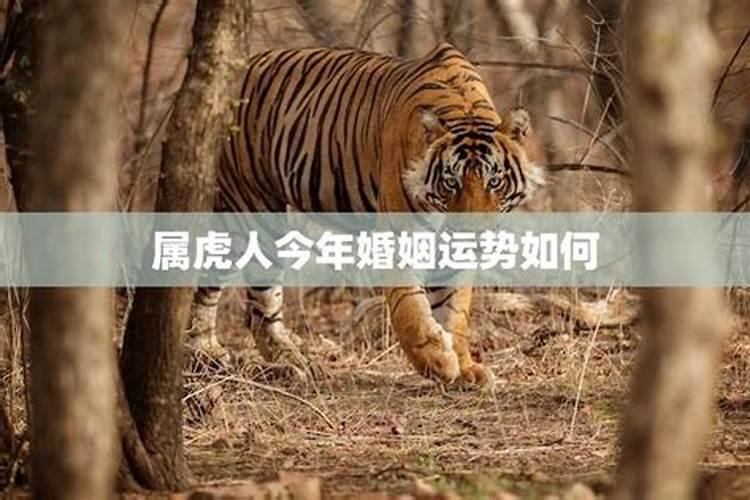 74年虎今年感情与婚姻怎么样