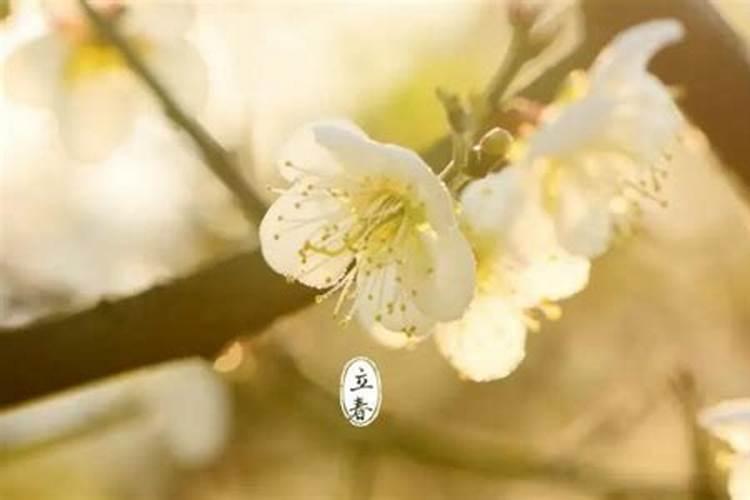 在立春后春节前出生的属相应该怎么算