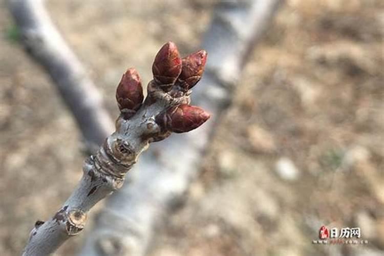 立春后春节前出生属相是什么,立春后出生的孩子该属什么？