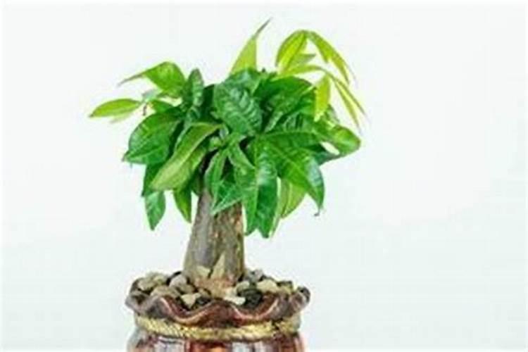 最旺婚姻的植物如下植物旺婚姻