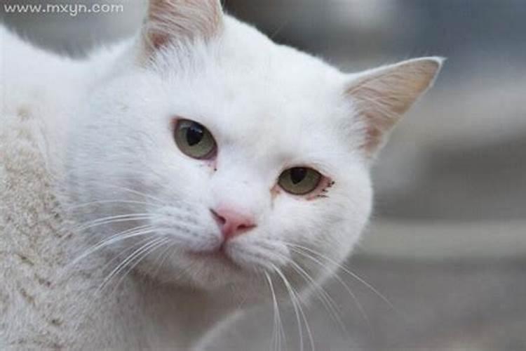 孕妇梦见猫是什么意思