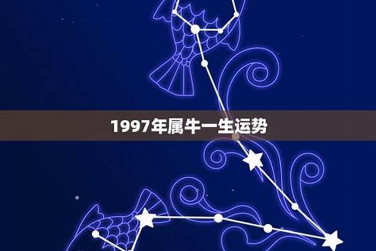 1997属牛一生坎坷 命很苦？