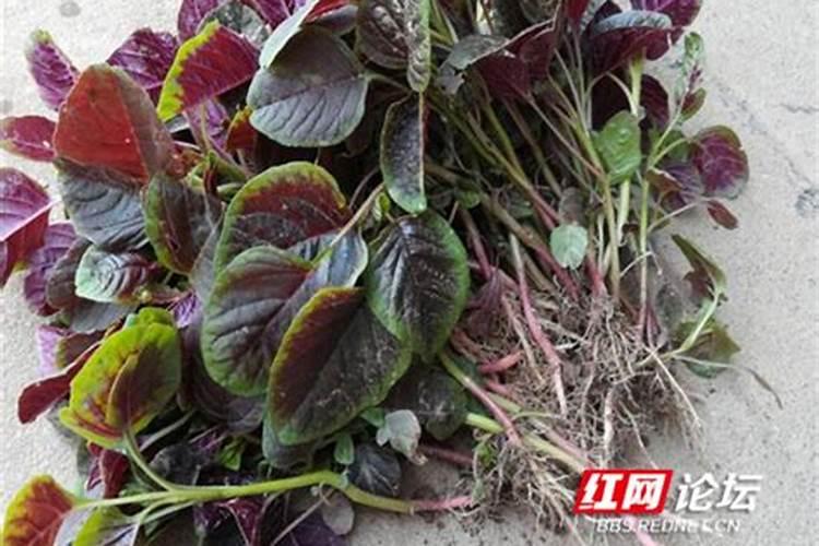 梦见被大狗咬住手不松口