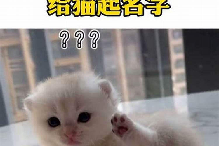 刚抓来的小猫怎么养 ,总是怕人的,？