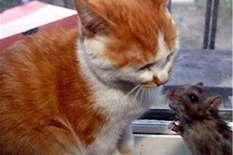 梦见猫和老鼠同时出现代表什么？