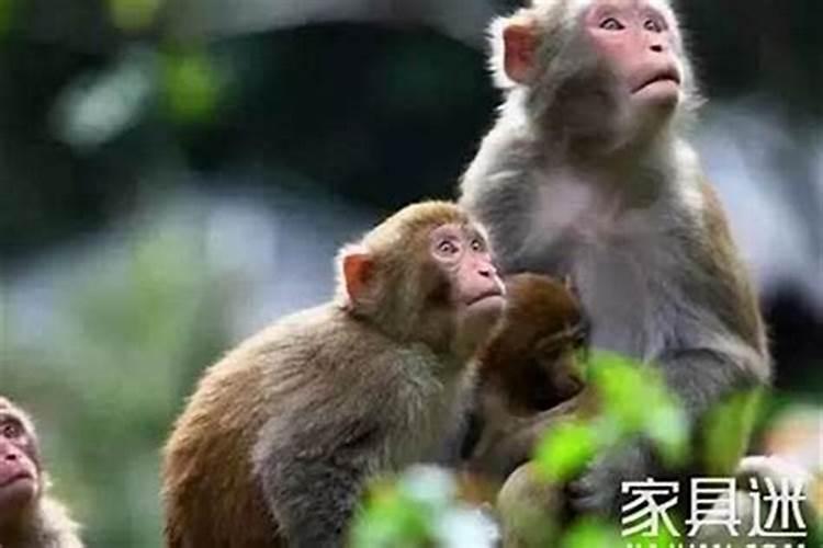 2023年拜太岁时间最佳时间(农历正月初八或正月十五)