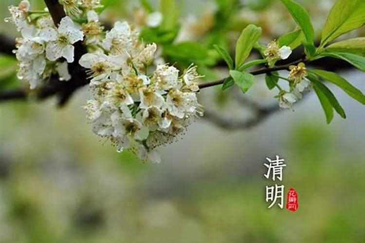坟里有蛇是什么意思？