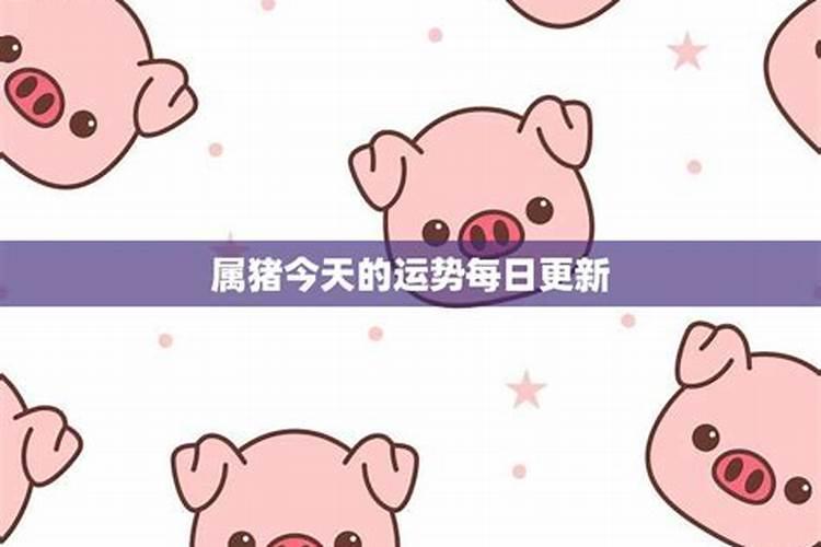 生肖猪的运势解析