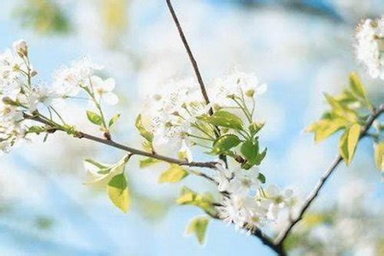 清明节出生的男孩子有什么说法清明节出生的女孩子有什么说法