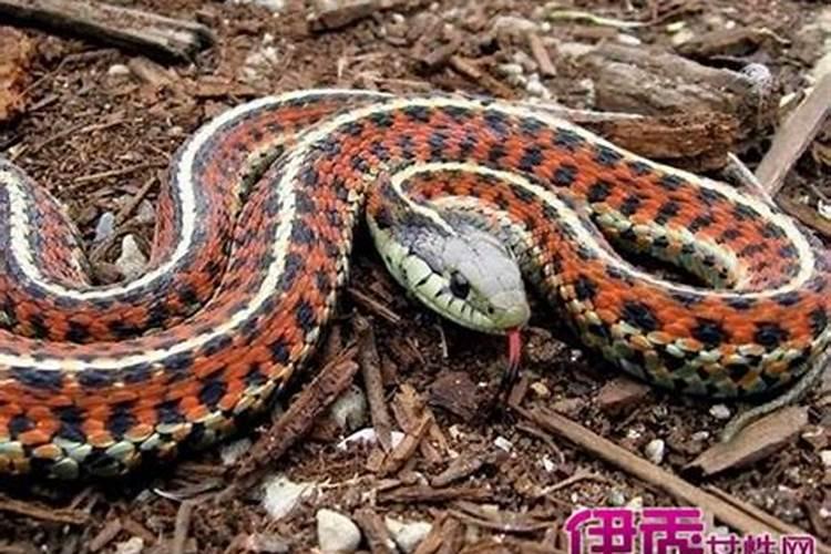 女人梦见老虎好不好 女人梦见老虎是什么预兆