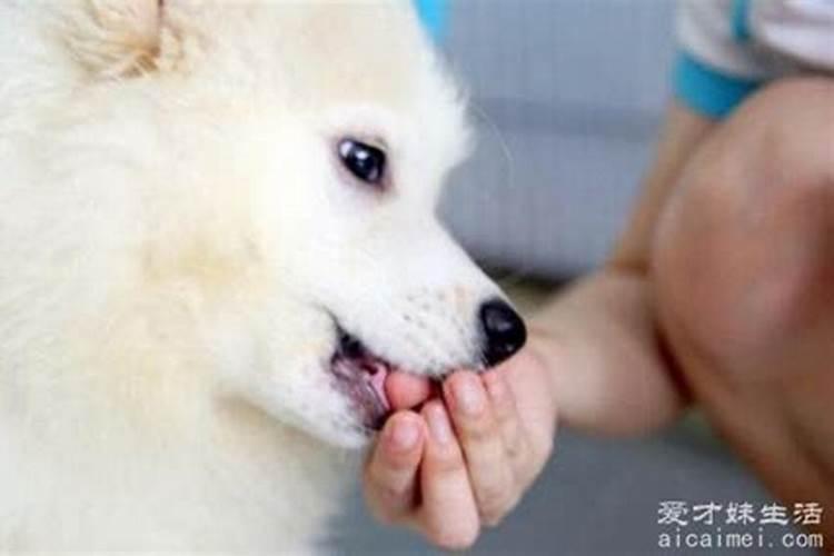 女人梦见狗咬右手是吉兆