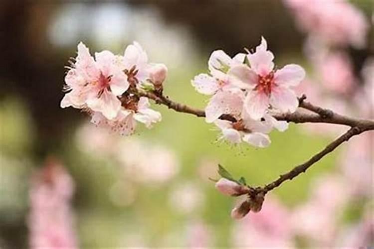 女生来桃花运之前的征兆,为什么叫”走桃花运”呢？