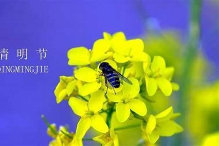 清明寄托哀思的诗歌