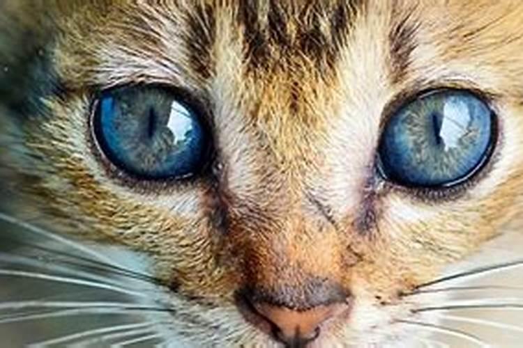 1980猴2025每月运程