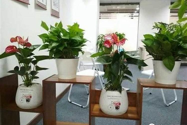 什么命适合种花;木命适合养花吗