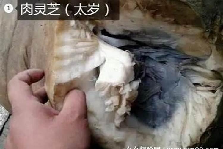 太岁的国际价格是多少钱一斤