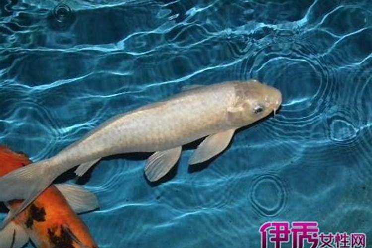 女人梦到鱼死了是什么征兆 意思