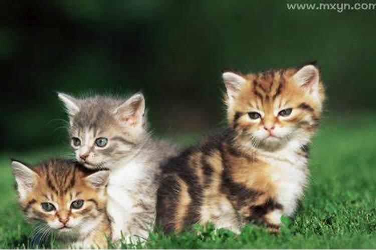 梦到好多猫代表什么？