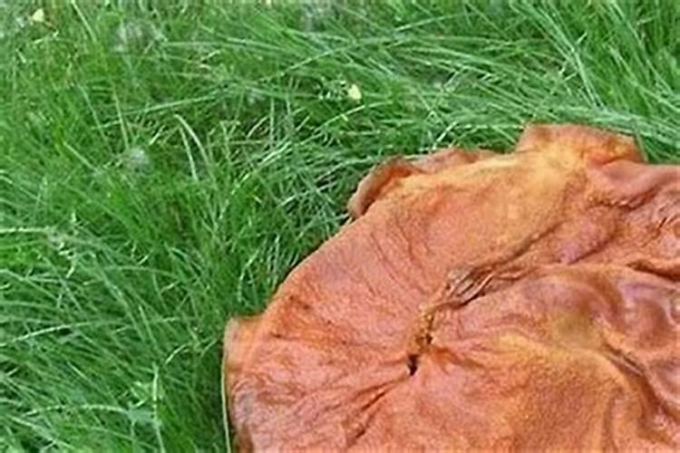肉灵芝太岁的功效与作用