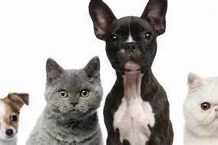 怀孕了梦见猫预示生男生女