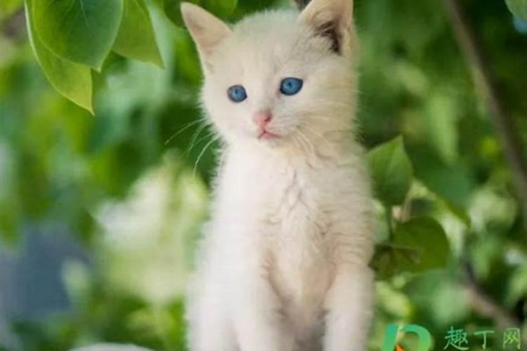 孕妇梦见猫是什么意思