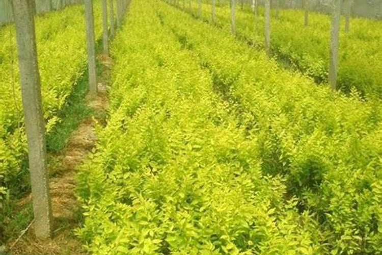 金鸡菊又称金钱菊,种下它,祝你来年招财又旺运!