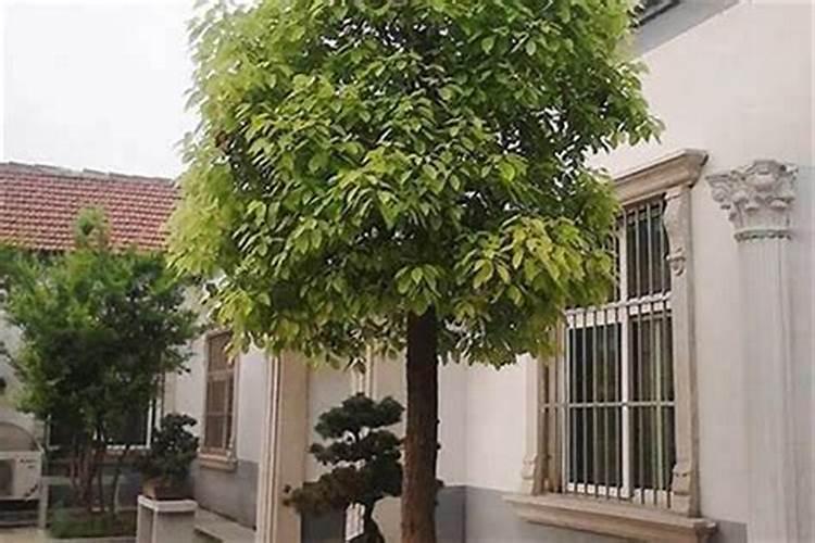 杜鹃花与风水有什么关系？