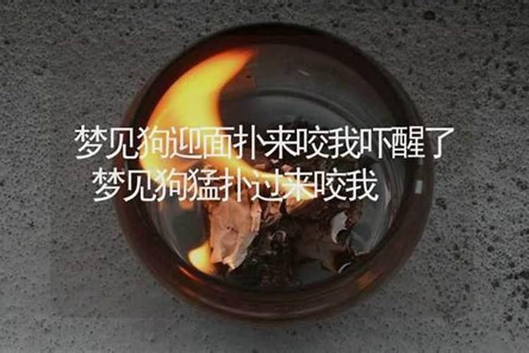 梦见被别人家的狗追