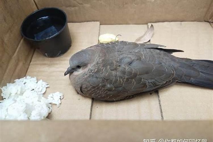 捡到的鸽子是什么意思呀