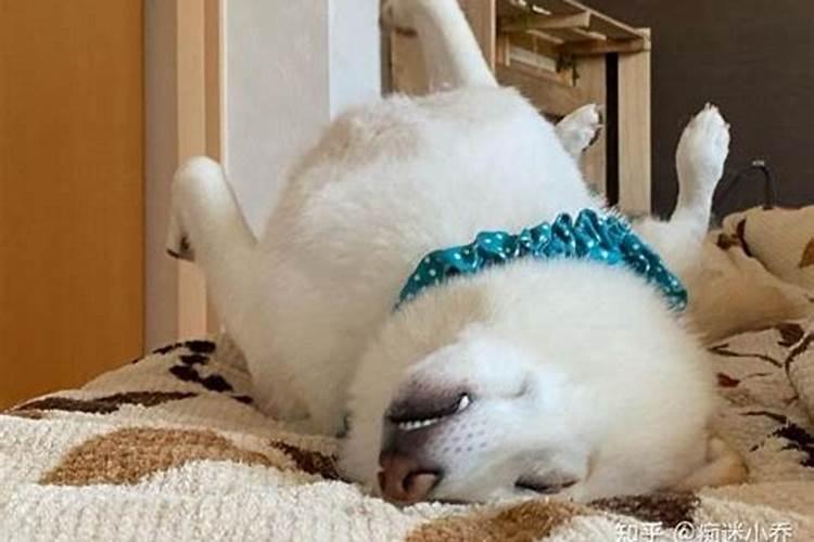 狗狗会做梦吗 狗狗会不会做梦