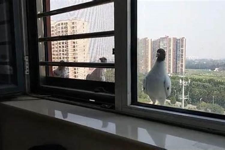 鸟撞窗户玻璃是什么征兆