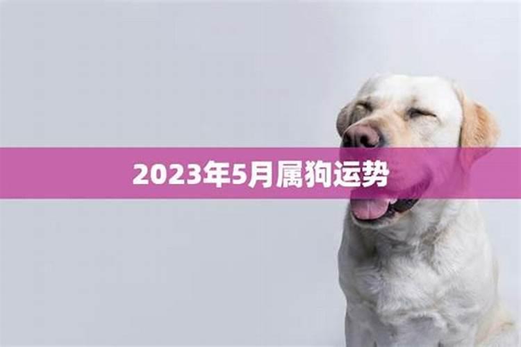 2025年生肖狗的运势