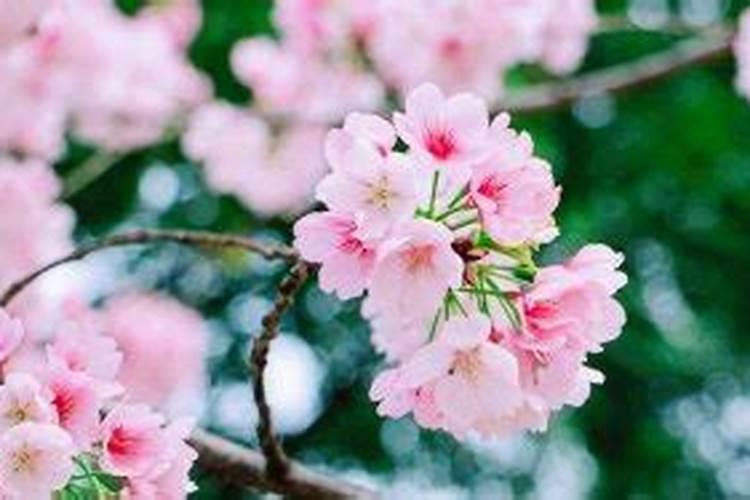 桃花运怎么变旺 桃花运如何变旺