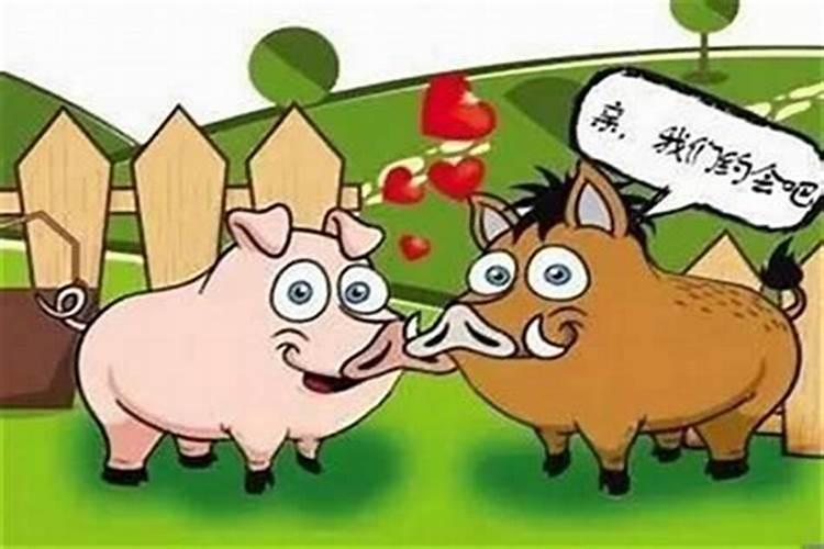94年狗和95年猪八字合不合 既不相合亦不相冲？