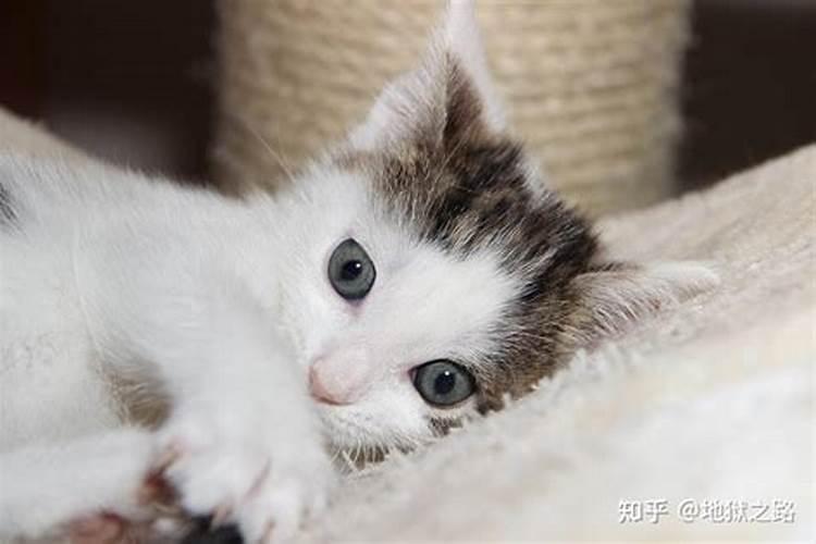 什么属相不能养猫 什么生肖适合养猫