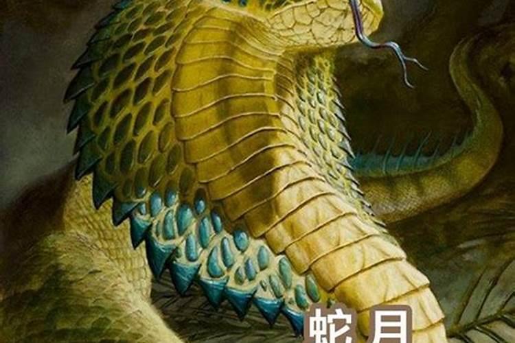 农历11月出生属蛇人命好吗