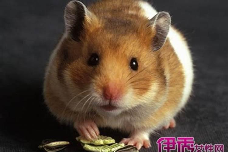 梦见大老鼠向自己扑来
