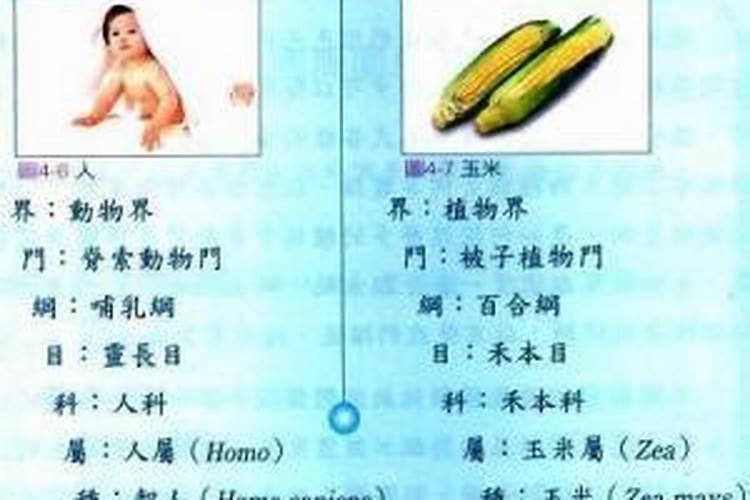 鸡属于什么界、门、目、科、属、种