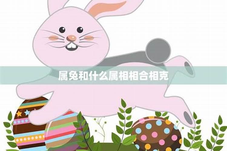 属兔人的天地：寻找最配与相克的神秘缘分